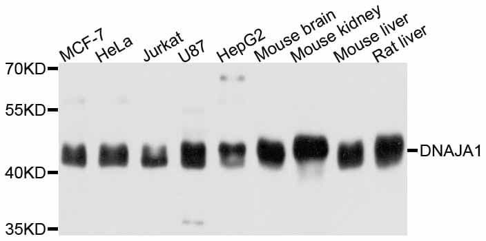 Polyclonal Rabbit anti-Human DNAJA1 / HDJ2 Antibody (WB)