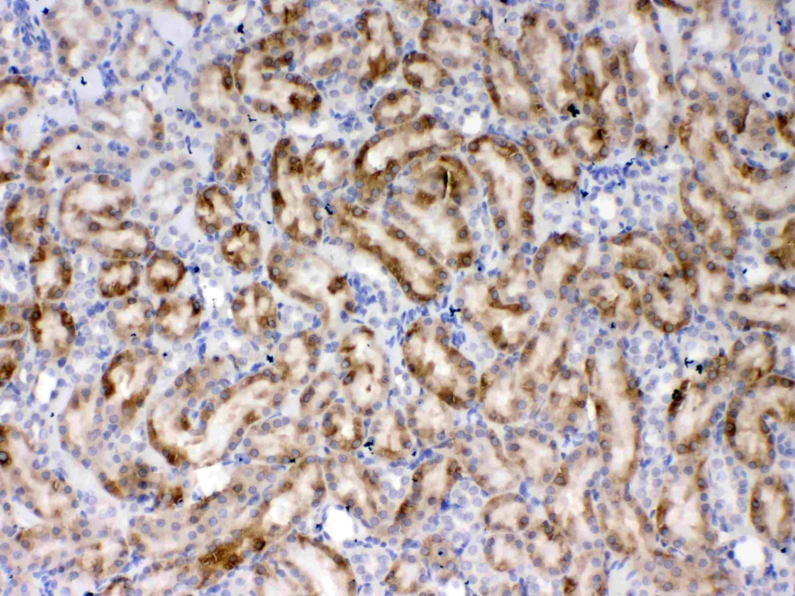 THPO / TPO / Thrombopoietin Antibody