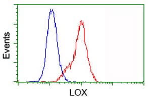 LOX / Lysyl Oxidase Antibody (clone OTI9G2)