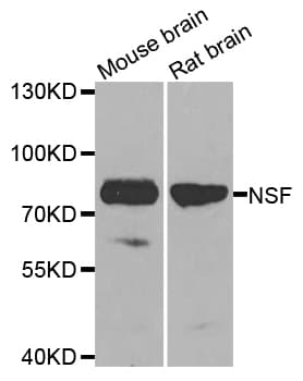 NSF Antibody