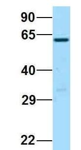 BCO1 / BCMO1 Antibody (aa189-238)