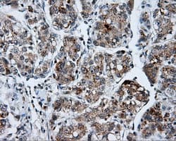 p66 / SHC Antibody (clone OTI3A1)