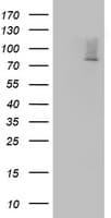 OAS2 Antibody (aa60-335, clone OTI5C3)