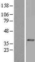 PEX19 Protein (Over-Expression Lysate Myc-DDK (Flag))