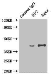 RP2 Antibody