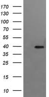RFC4 Antibody (clone OTI1A8)