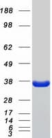 Human ARTS Protein (Recombinant Myc-DDK (Flag))