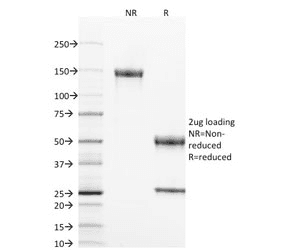 CD40 Antibody (clone T8P2G4*A6, Azide-free, BSA-free)