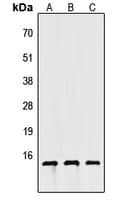 APOC4 / Apolipoprotein CIV Antibody (C-Terminus)