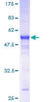 Human RIT2 / RIN Protein (Recombinant GST)