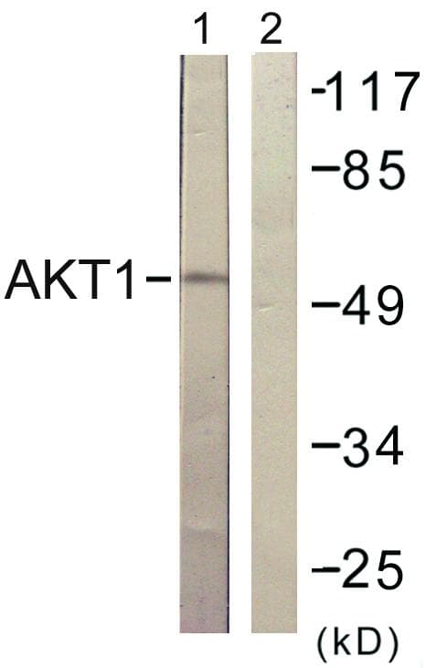 AKT1 Antibody (p129)