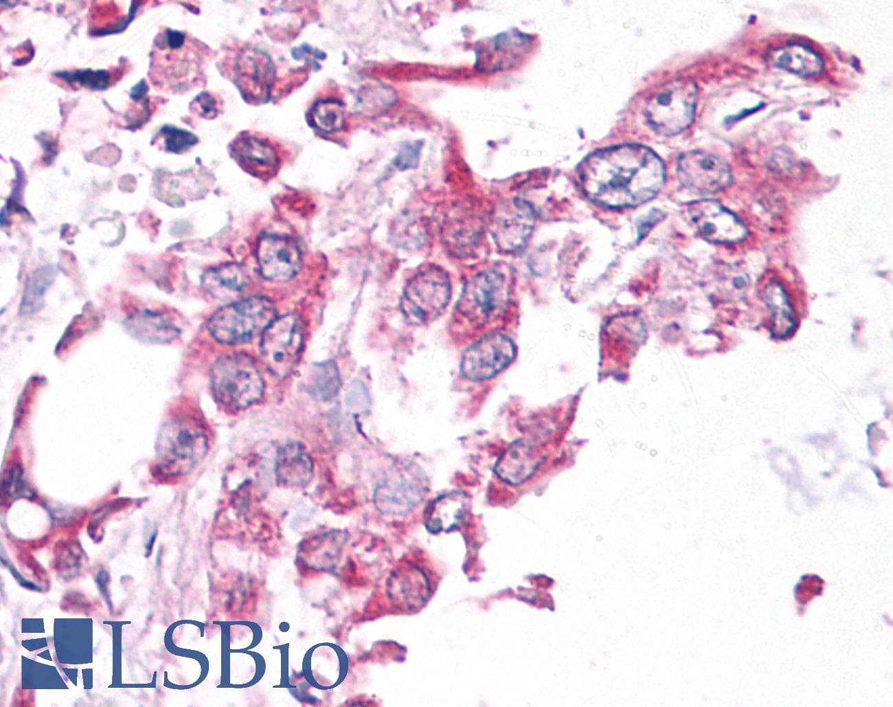 PathPlus™ NEK6 Antibody (C-Terminus)