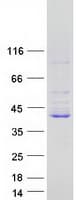 Human LRRC73 / C6orf154 Protein (Recombinant Myc-DDK (Flag))