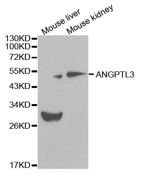 ANGPTL3 Antibody