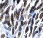 Monoclonal Mouse anti-Mouse TLE1 / TLE 1 Antibody (clone 1F5, Ready-to-Use, IHC)