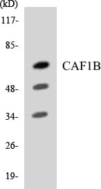 Polyclonal Rabbit anti-Human CHAF1B / CAF1 Antibody (aa44-93, WB)