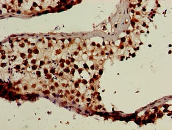 BANF1 / BAF / BCRP1 Antibody