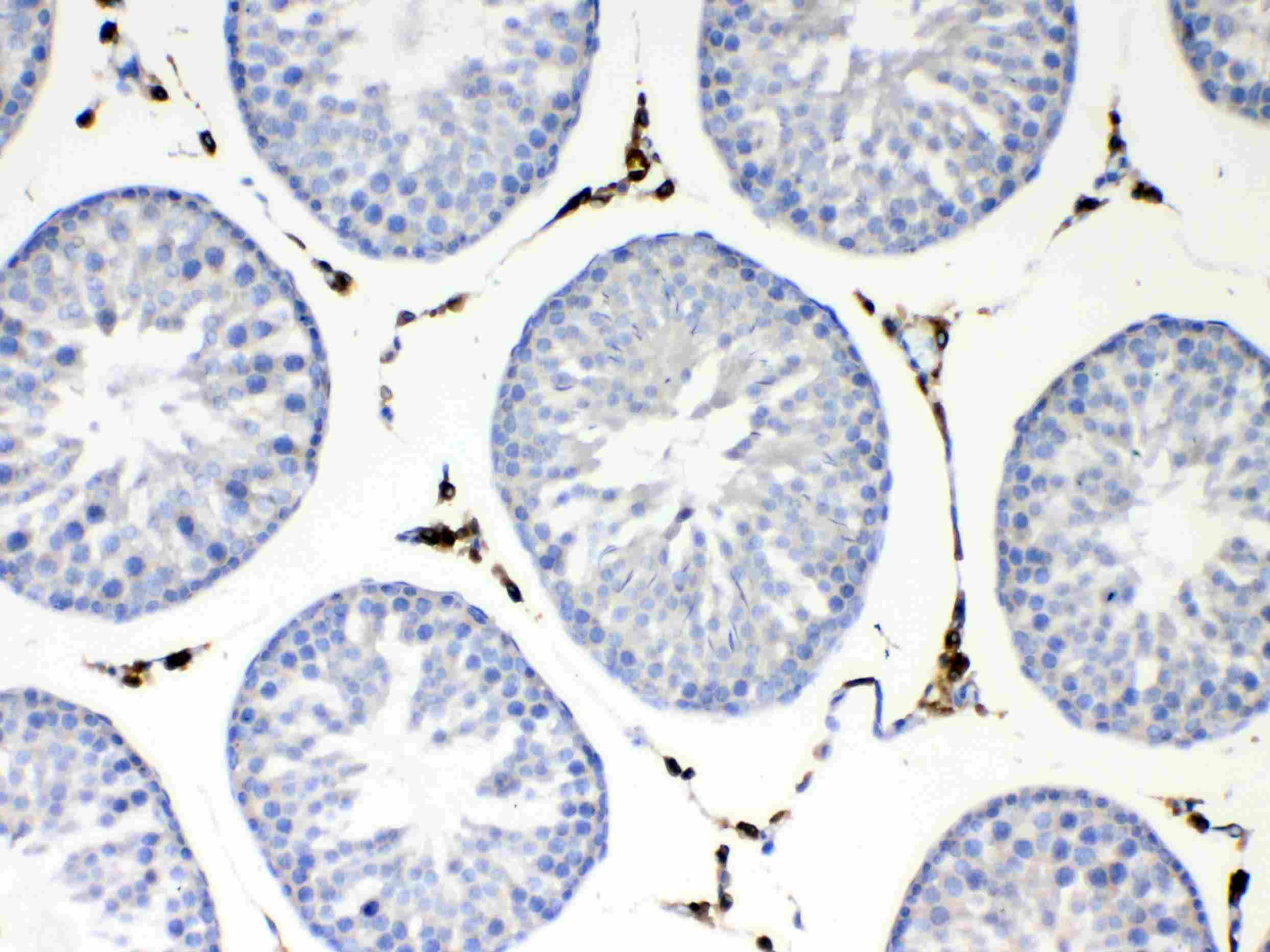 NSF Antibody