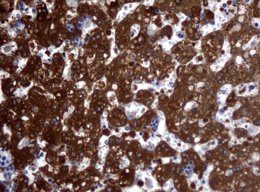 Monoclonal Mouse anti-Human ALDH1L1 Antibody (clone UMAB43, Carrier-free, IHC, IF, WB)