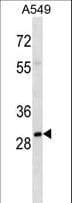 ALY / THOC4 Antibody (aa60-89)