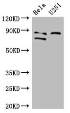 Polyclonal Rabbit anti-Human FCHO2 Antibody (IF, WB)