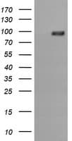 PIK3R5 Antibody (clone OTI2C6)