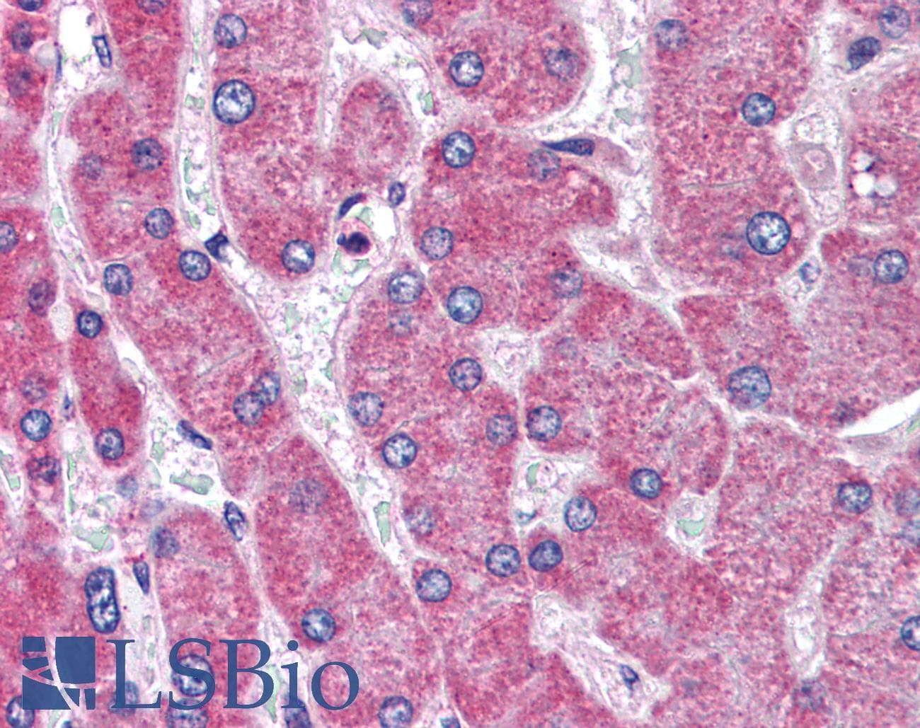 IHC-plus™ Polyclonal Rabbit anti-Mouse SCARB1 / SR-BI Antibody (aa450-510, IHC, IF, WB)