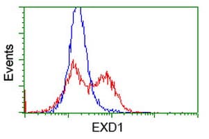EXD1 Antibody (clone OTI3E1)