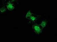 NUDT6 Antibody (clone OTI10B4)
