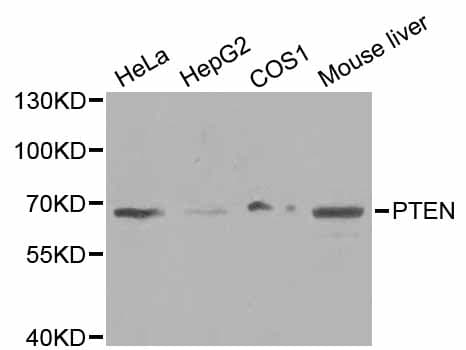 PTEN Antibody
