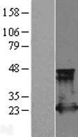 RAP2 Protein (Over-Expression Lysate Myc-DDK (Flag))