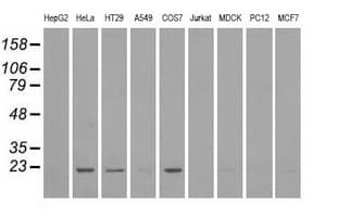 DHFR Antibody (clone OTI6G7)