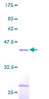 Human TCEB2 / Elongin B Protein (Recombinant GST)