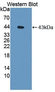 CCK / Cholecystokinin Antibody (aa1-115)