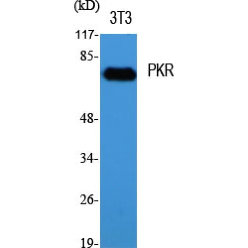 EIF2AK2 / PKR Antibody (380-460 aa)