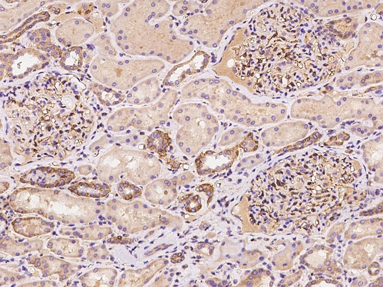 BTN3A3 Antibody