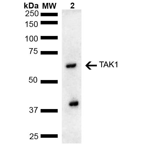 MAP3K7 / TAK1 Antibody