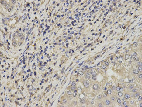 IHC-plus™ SLC4A4 / NBC1 Antibody