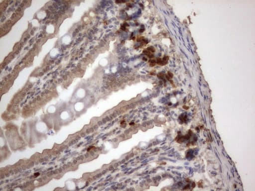 IdU / Iododeoxyuridine Antibody (clone 16F1)