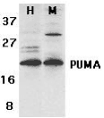 BBC3 / PUMA Antibody