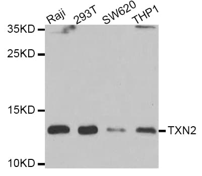 TXN2 / Thioredoxin 2 Antibody