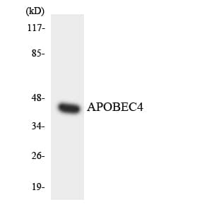 APOBEC4 Antibody (aa291-340)