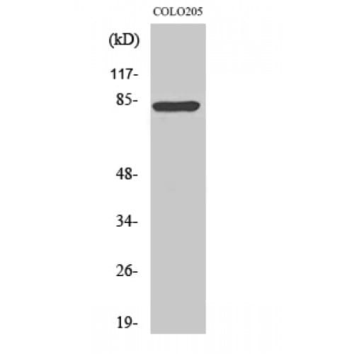 Polyclonal Rabbit anti-Human RFX3 Antibody (610-690 aa, C-terminal, IHC, WB)