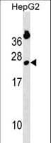PSF1 / GINS2 Antibody (aa90-119)