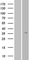 Human OR6T1 Protein (Over-Expression Lysate Myc-DDK (Flag))