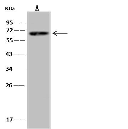 SPAG16 Antibody