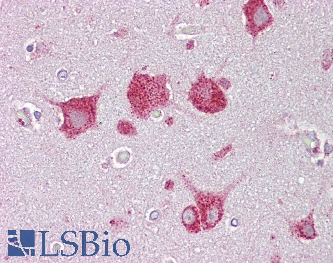 HEXA Antibody (aa431-480)