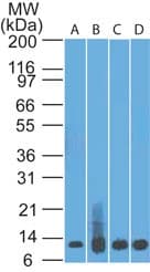 S100A8 / MRP8 Antibody (aa2-105, clone 48M7C7)