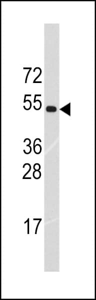 TRIM69 / Trif Antibody (aa336-365)