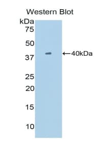 SIGIRR Antibody (aa1-117, Biotin)